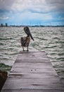 Pelican Overlooking Sarasota Beach Under Overpass