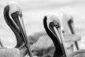 Pelican Pacific Coast Wildlife Bird Closeup Black And White