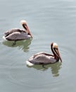 Pelican Pair Royalty Free Stock Photo