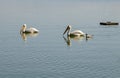 Pelican pair and baby seagul floating in a lake Oregon