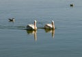 Pelican pair floating in a lake Oregon