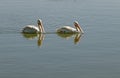 Pelican pair floating in a lake Oregon