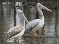 Pelican Pair Royalty Free Stock Photo