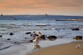 Pelican parade on beach Royalty Free Stock Photo