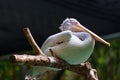 Pelican in park Royalty Free Stock Photo