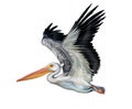 Pelican Pelecanus flies