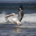 Pelican (Pelecanus occidentalis) in flight.