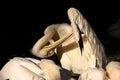 Pelican pelecanus onocrotalus Royalty Free Stock Photo
