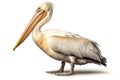 Pelican, Pelecanus onocrotalus, in front of white background AI generated animal ai