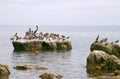 Pelican (Pelecanus onocrotalus) and marine birds