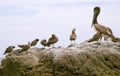 Pelican (Pelecanus onocrotalus) and marine birds