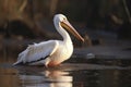 Pelican (Pelecanus onocrotalus) in natural habitat