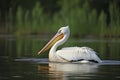 Pelican (Pelecanus onocrotalus) in natural habitat