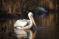 Pelican (Pelecanus onocrotalus) in natural habitat