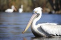 Pelican (Pelecanus onocrotalus) in natural habitat