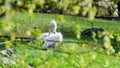 Pelican Pelecanus onocrotalus snatches feathers sitting in the grass. Royalty Free Stock Photo