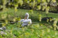 Pelican Pelecanus onocrotalus snatches feathers sitting in the grass. Royalty Free Stock Photo