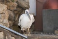 Pelican Pelecanus -Egypt 443