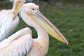 Pelican - Pelecanus