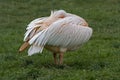 Pelican - Pelecanus