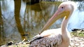 Pelican Royalty Free Stock Photo
