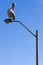 A pelican perched on a lamppost