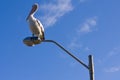 A pelican perched on a lamppost