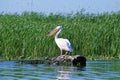 Pelican perched on a log in the waters of the Danube delta in Romania.