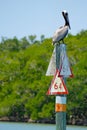 Pelican perched on pole