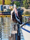 Pelican Perched on a Pylon, Sydney Harbour, Australia