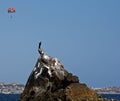 Pelican perched on rock in Cabo San Lucas harbor near Los Arcos (Lands End) in Baja Mexico with parasailor (parasai Royalty Free Stock Photo