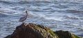Pelican perched on seaweed rock on the central coast of Cambria California USA