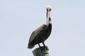 pelican perched on wood piling looking at camera while isolated with sky Royalty Free Stock Photo