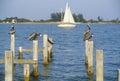 Pelican perching on dock, Tampa Bay, FL Royalty Free Stock Photo