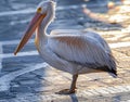 Pelican Petros on the island of Mykonos in Greece Royalty Free Stock Photo