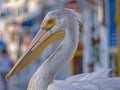 Pelican Petros on the island of Mykonos in Greece Royalty Free Stock Photo