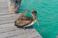 Pelican on the pier. Caribbean sea. Nature photo of wildlife. Puerto Morelos. Quintana roo. Yucatan. Royalty Free Stock Photo