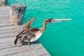 Pelican on the pier. Caribbean sea. Nature photo of wildlife. Puerto Morelos. Quintana roo. Yucatan. Royalty Free Stock Photo