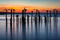 Pelican and Pier Piling Sunset Silhouettes