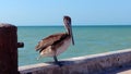 Pelican on the pier in Progreso, Mexico Royalty Free Stock Photo
