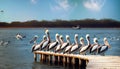 pelican on a pier by the sea