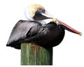 Pelican on piling Royalty Free Stock Photo