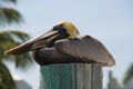 Pelican on a Piling Royalty Free Stock Photo