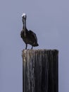 Pelican on a piling Royalty Free Stock Photo