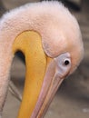 Pelican pink close up head down Royalty Free Stock Photo