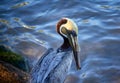 Pelican with plastic tube in its beak Royalty Free Stock Photo