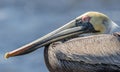 Pelican Portrait Royalty Free Stock Photo