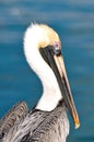 Pelican Portrait Close Up