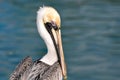 Pelican Portrait Close Up Royalty Free Stock Photo