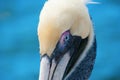 Pelican portrait closeup Royalty Free Stock Photo